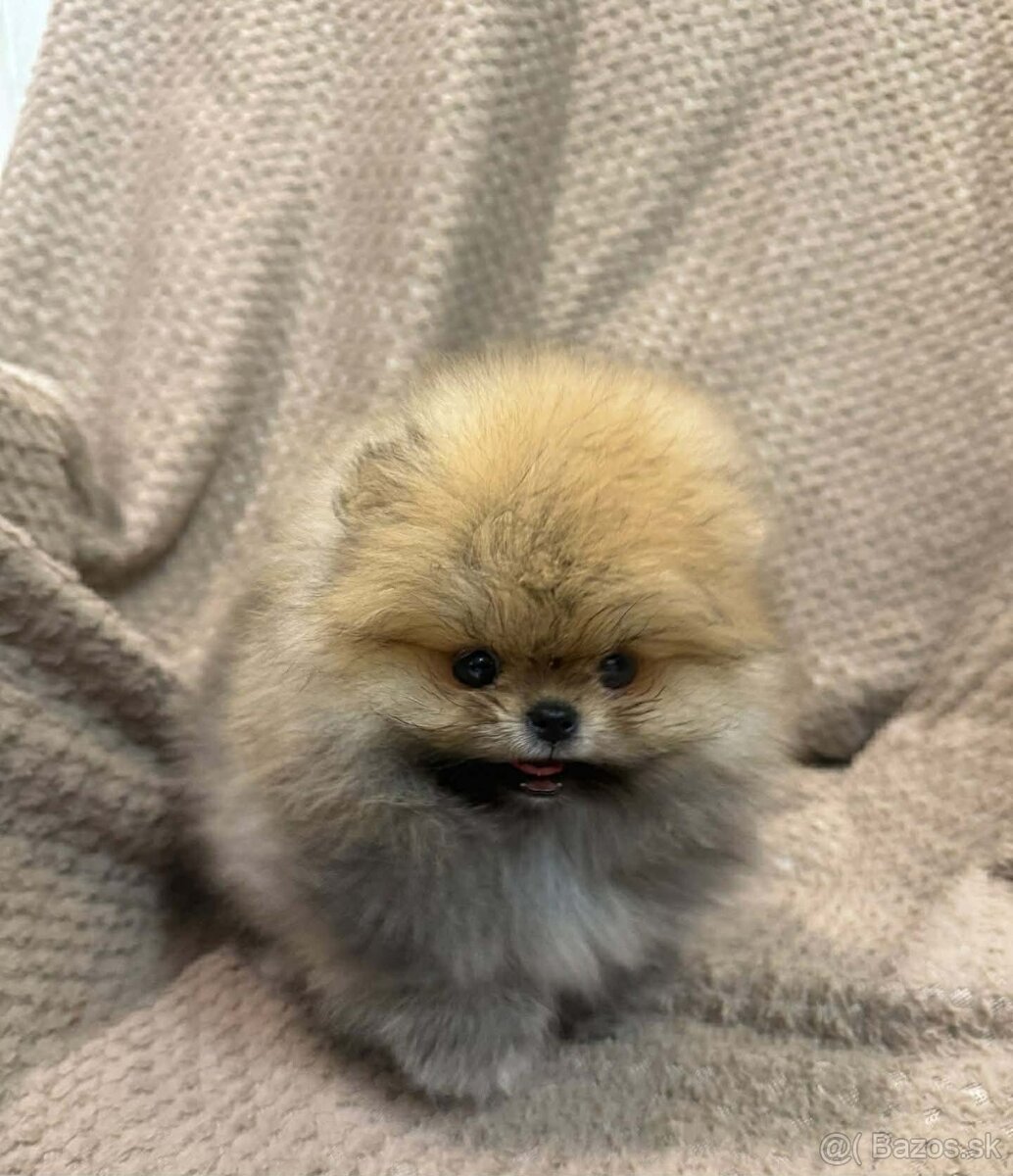 Pomeranian mini - 3