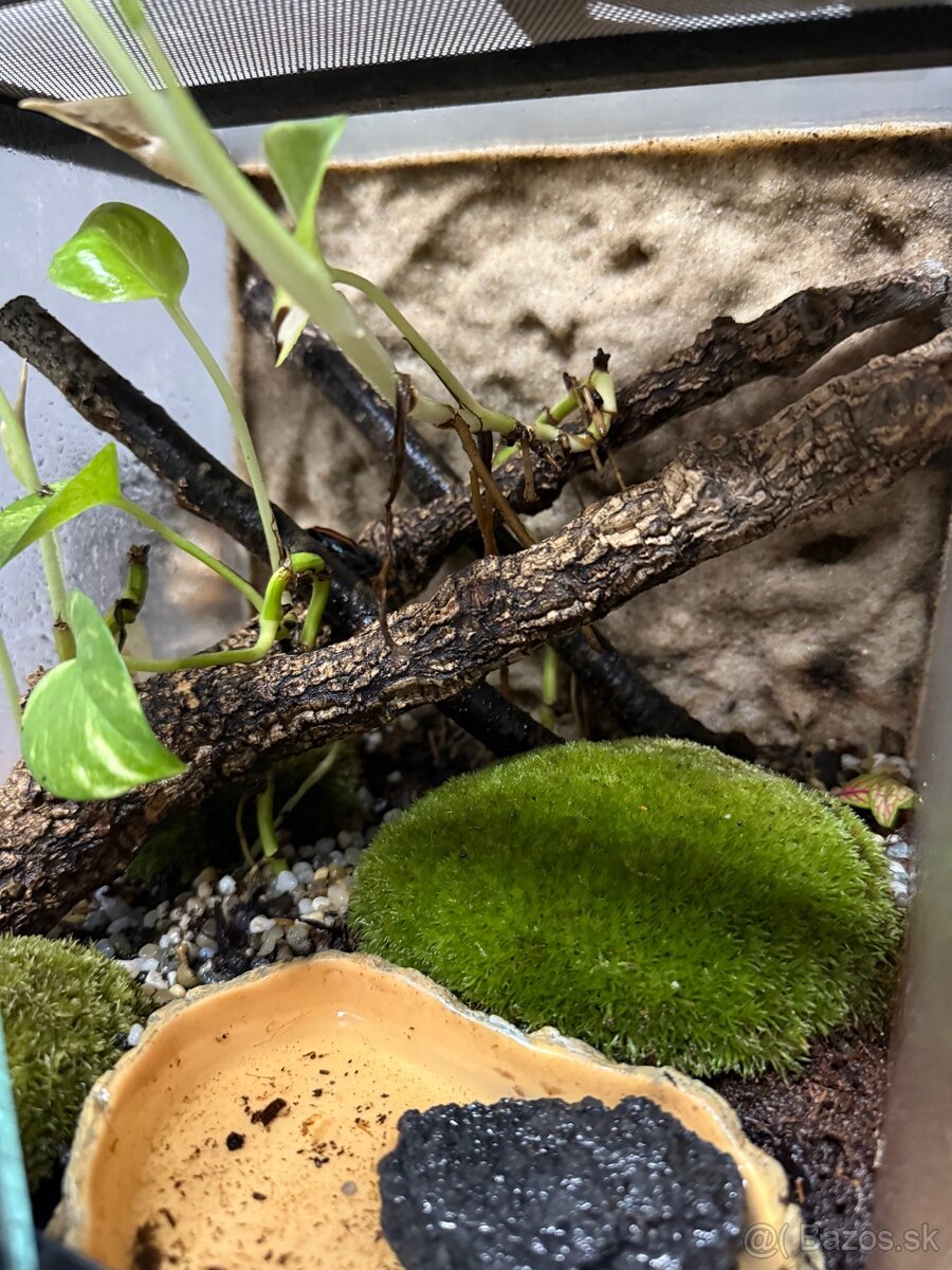 Phyllobates vittatus - 3