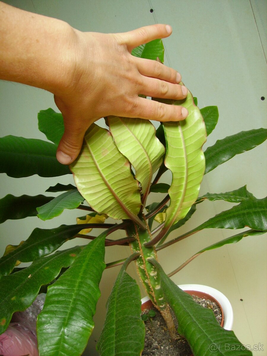 Prýštec - Euphorbia leuconeura - 3