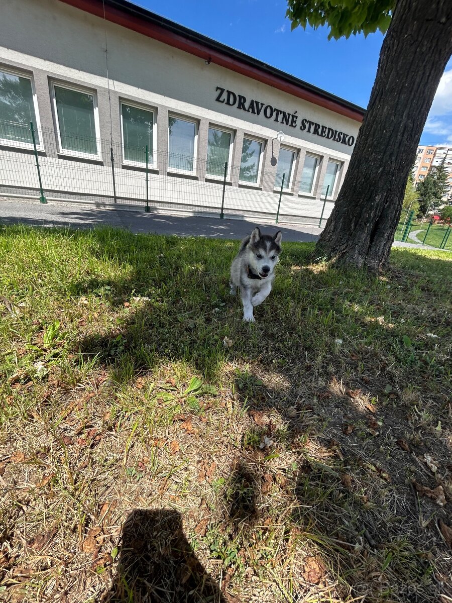 Predám šteniatko malamuta - 3