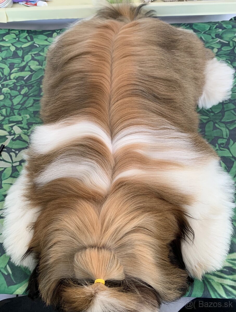 Shihtzu s PP - 3