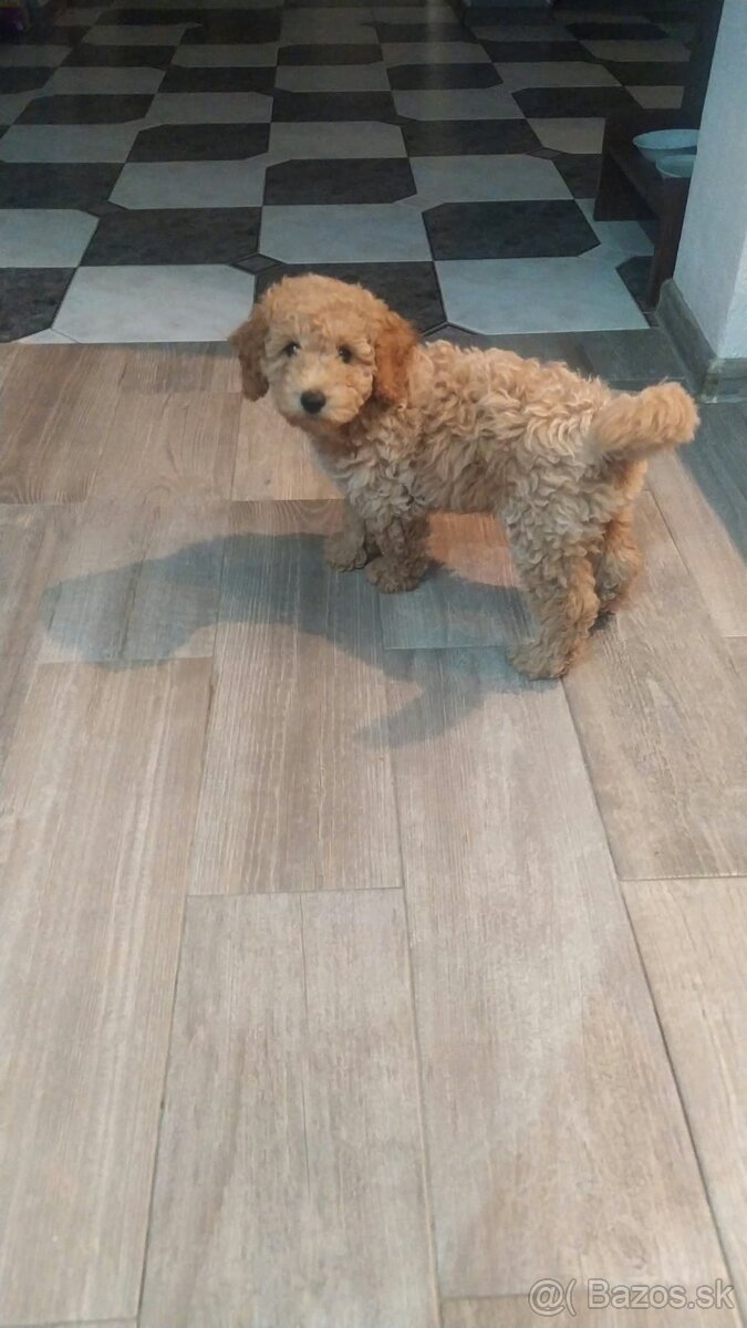 Toy pudlik - 3