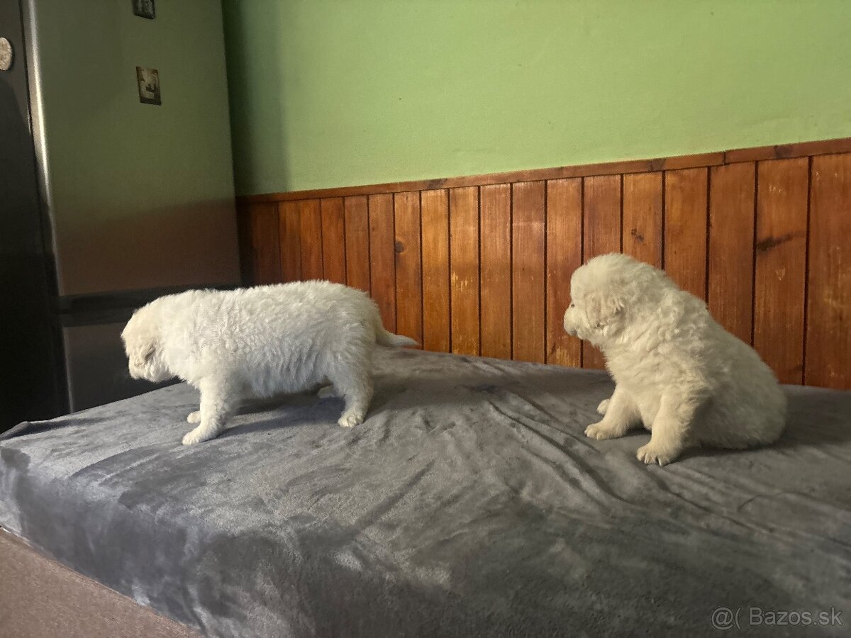Predám šteniatka - 3