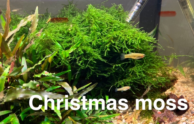 MACH do akvária - 3