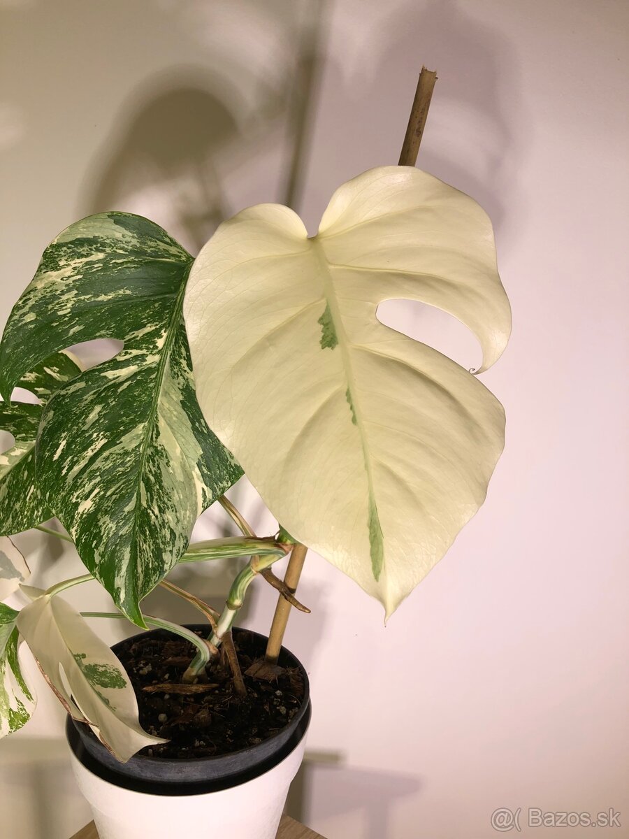 Monstera albo - 3