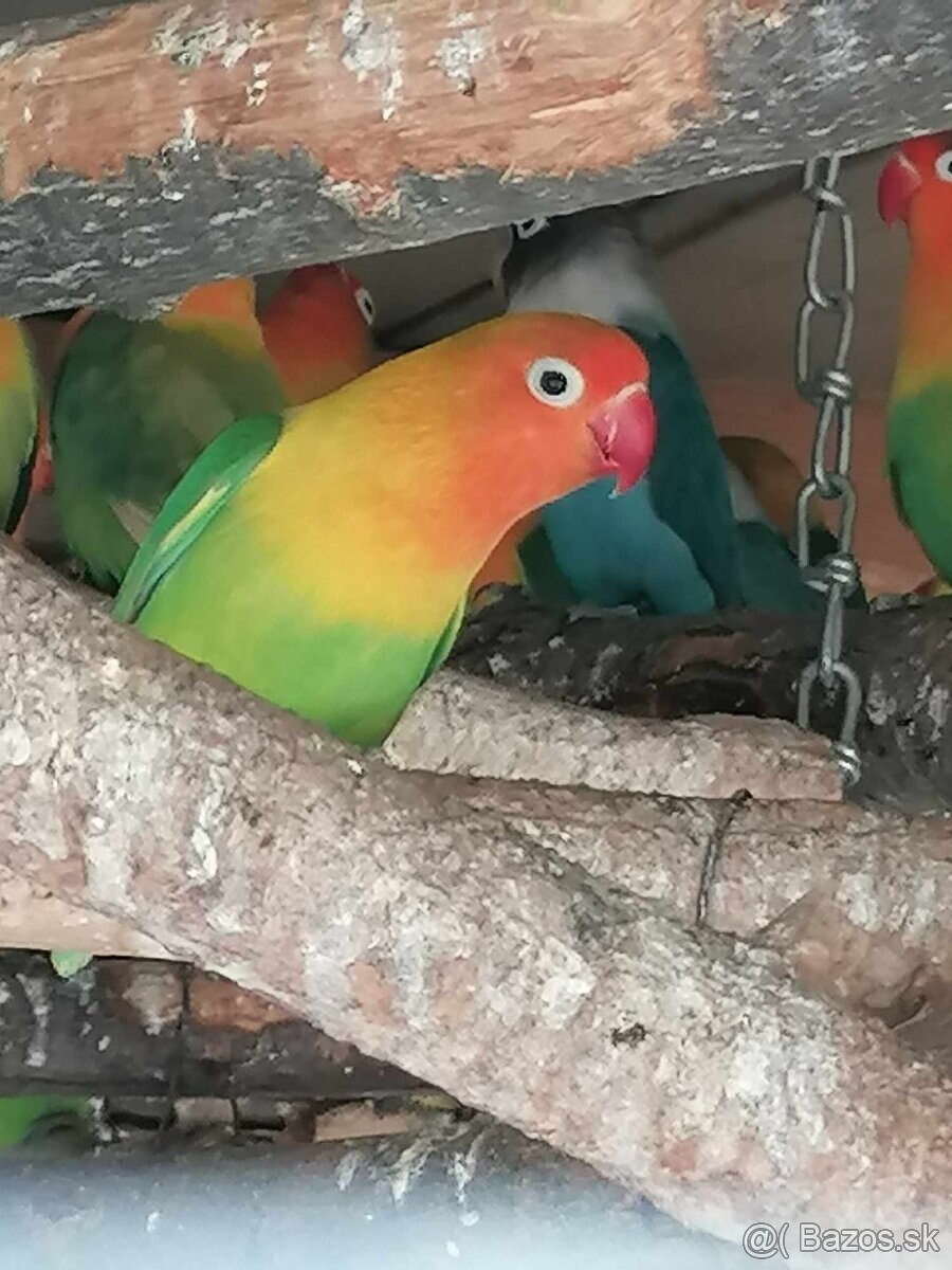 2025-Agapornis Fisher Samček aj Samička. - 3