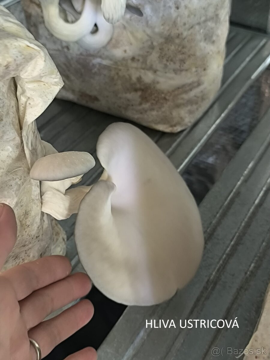 SUŠENÉ HUBY/HRÍBY - hliva, korálovec, dubáky, osičník - 3