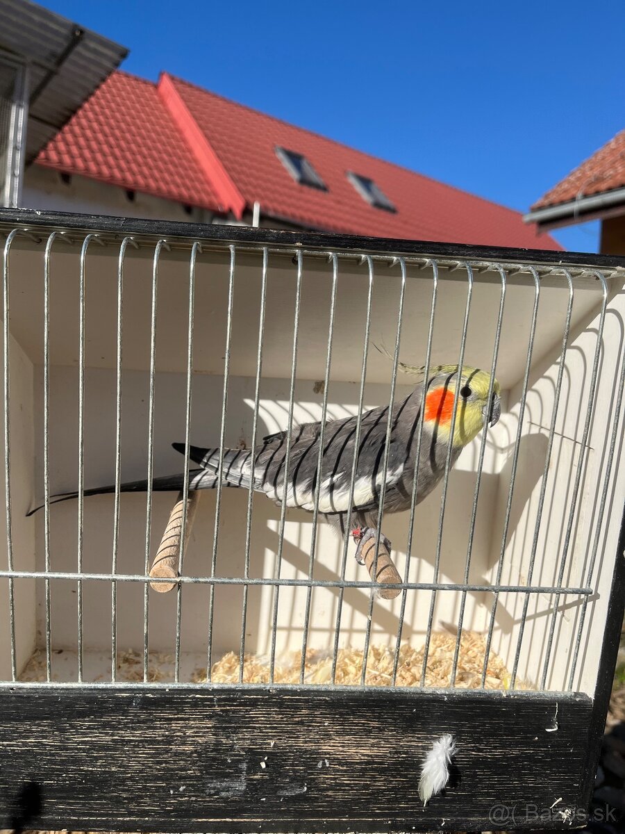 Výstavne korely - 3