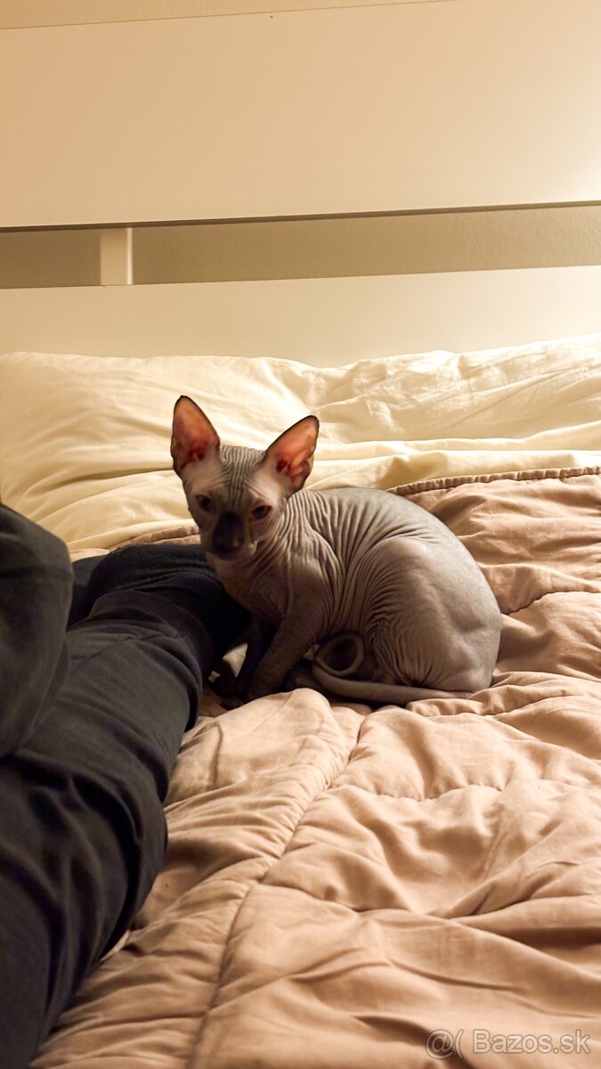 Mačiatko kanadský sphynx bez PP - 3