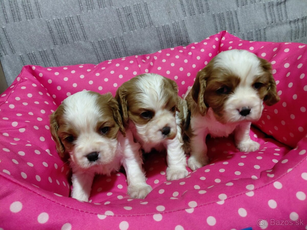 cavalier king charles spaniel - 3