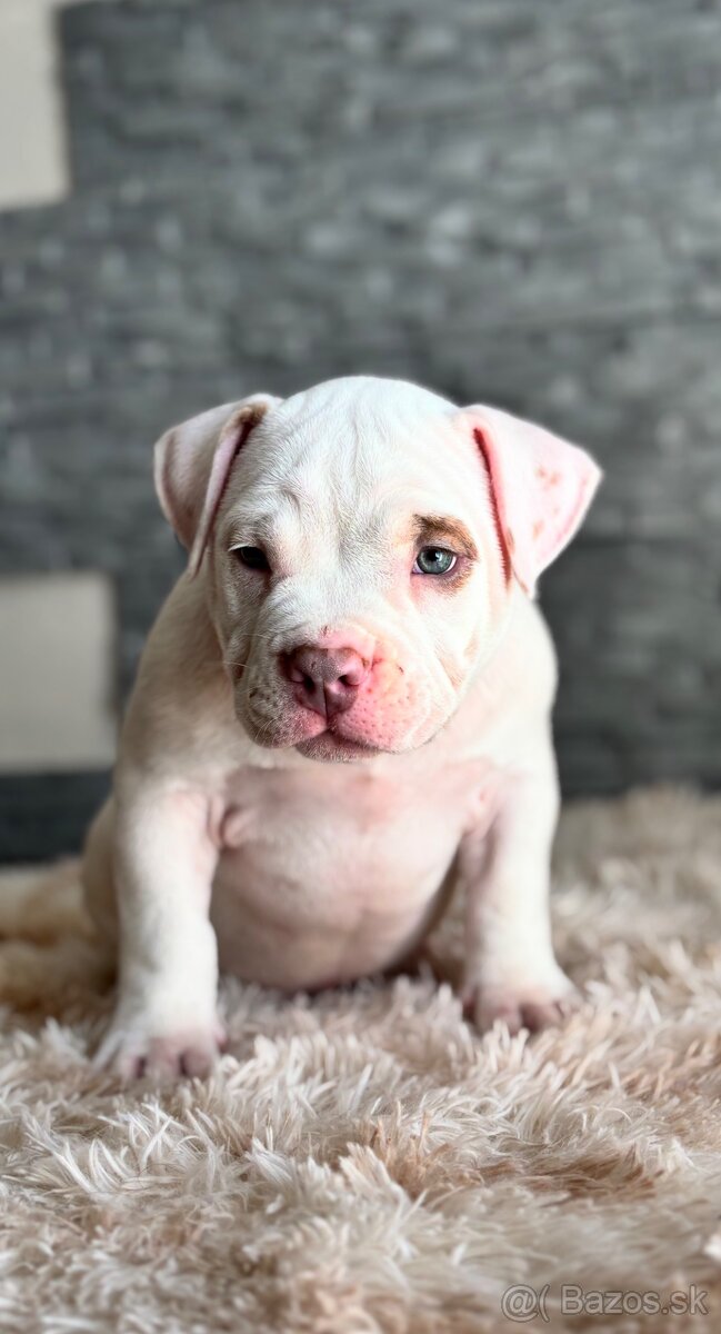 American Bully s PP - 3