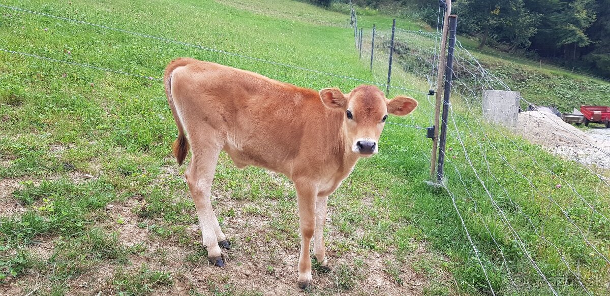 Predám 3,5 mesačnú jalovičku 100% Jersey - 3