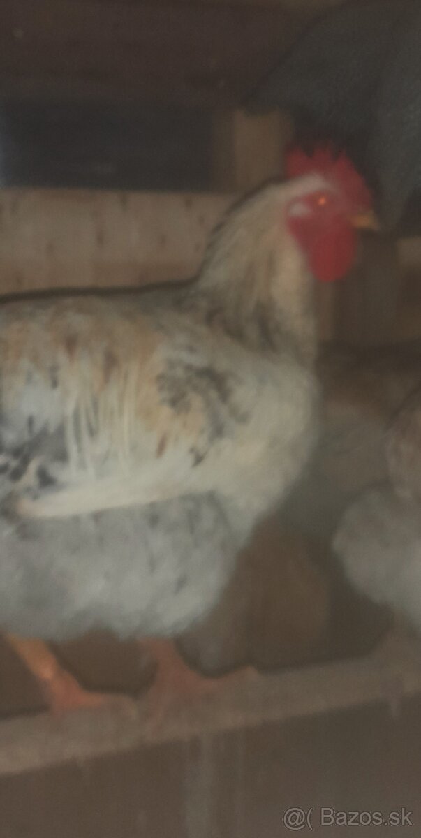 Kohút- Calimero (pán šedý) - 3