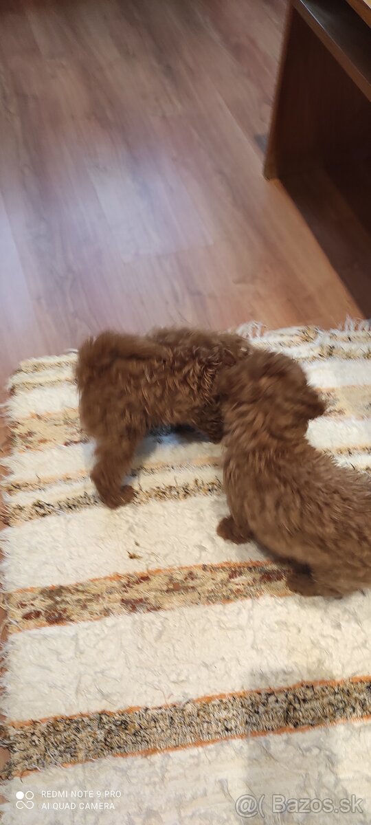 Pudel Trpaslíči - 3