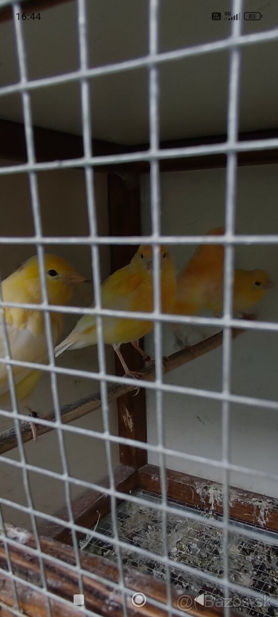 Predám kanáriky - 3