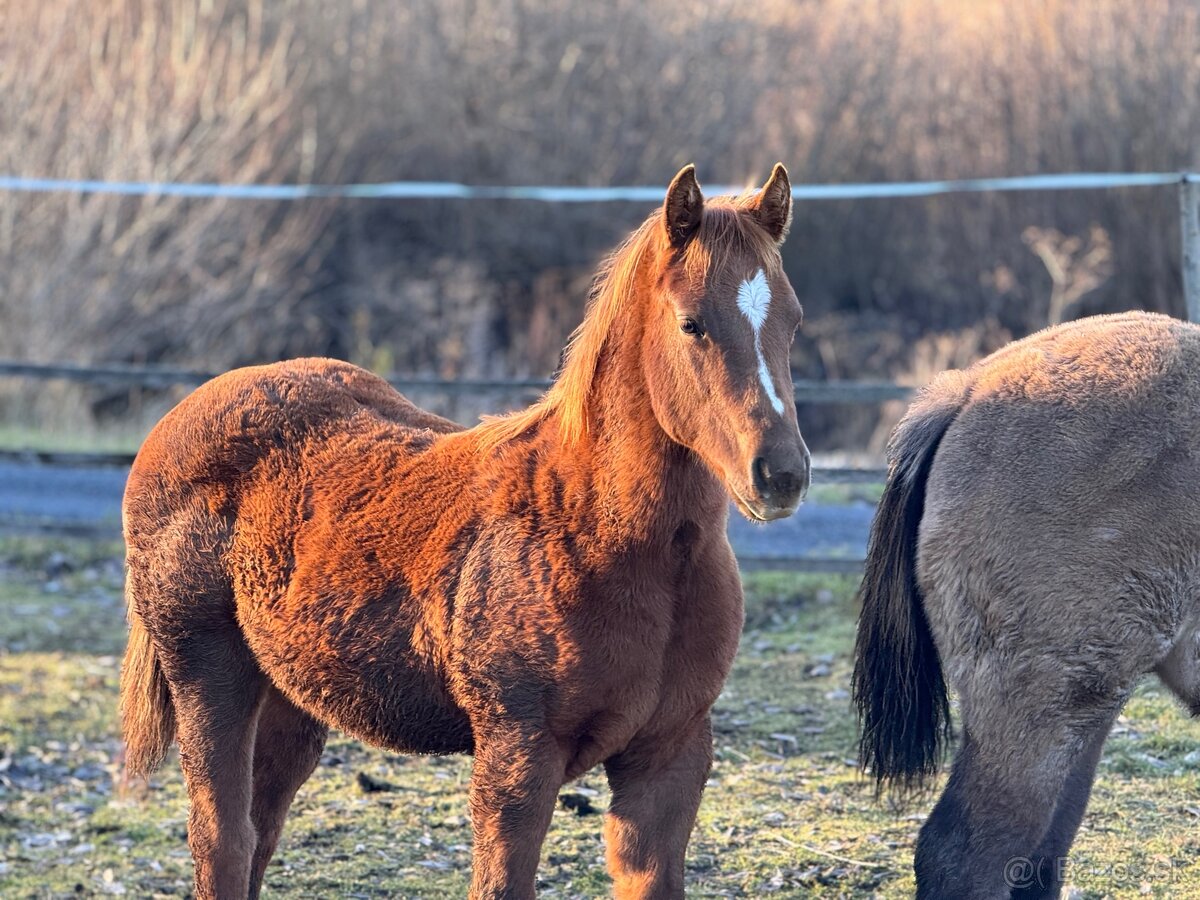 APH SORREL ŽREBČEK NA PREDAJ - 3
