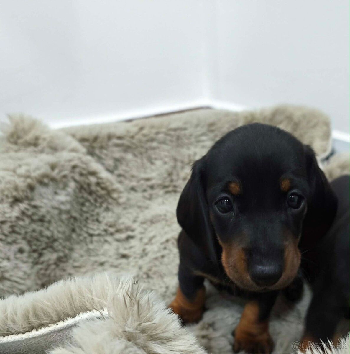 Jazvečík trpasličí - 3