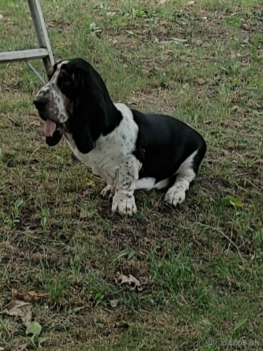 BASET-BASSET. - 3