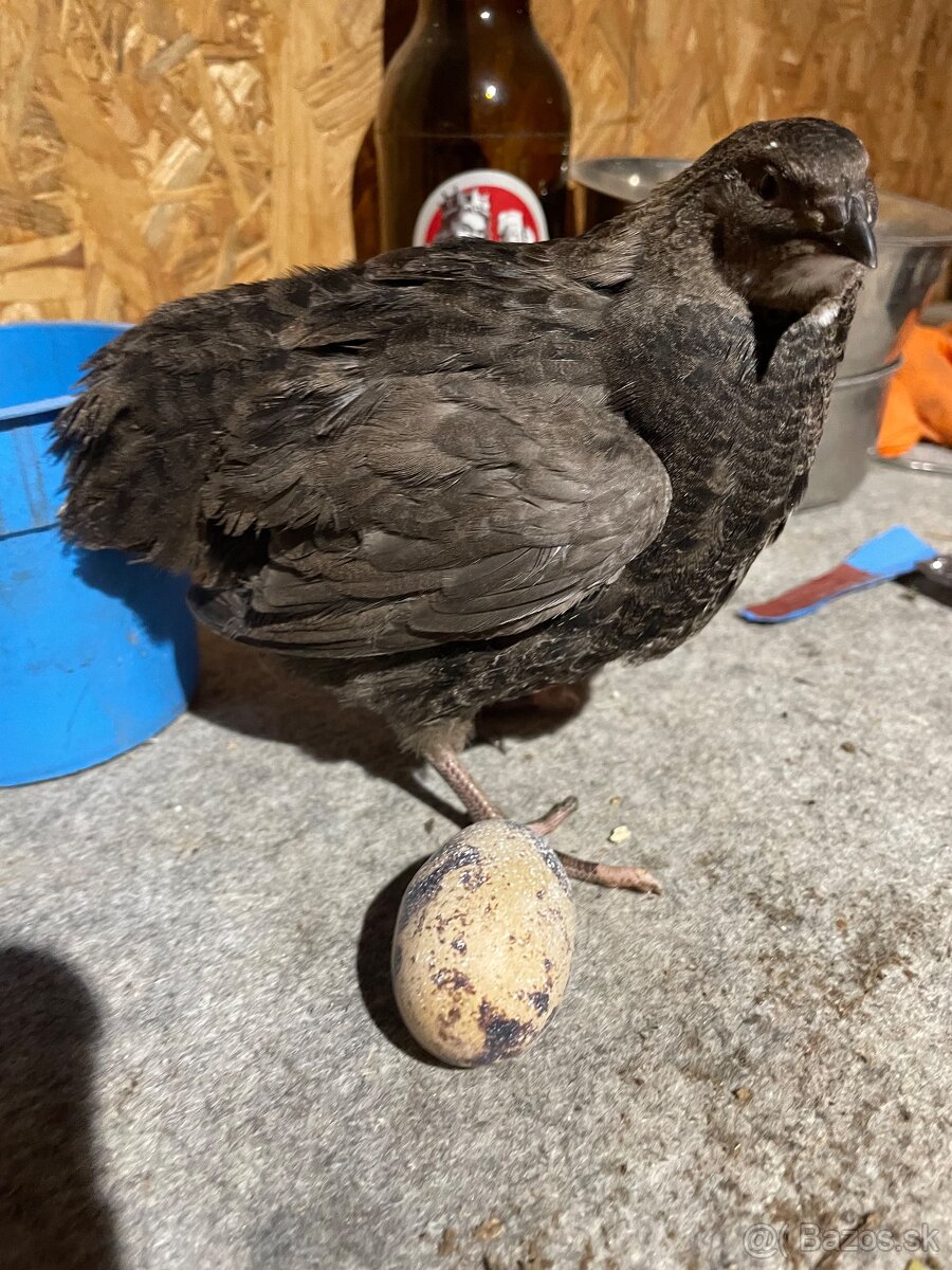 Prepelica japonská mäsovo nosná - 3