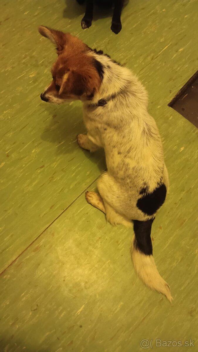 Šteniatko, kríženec - 3