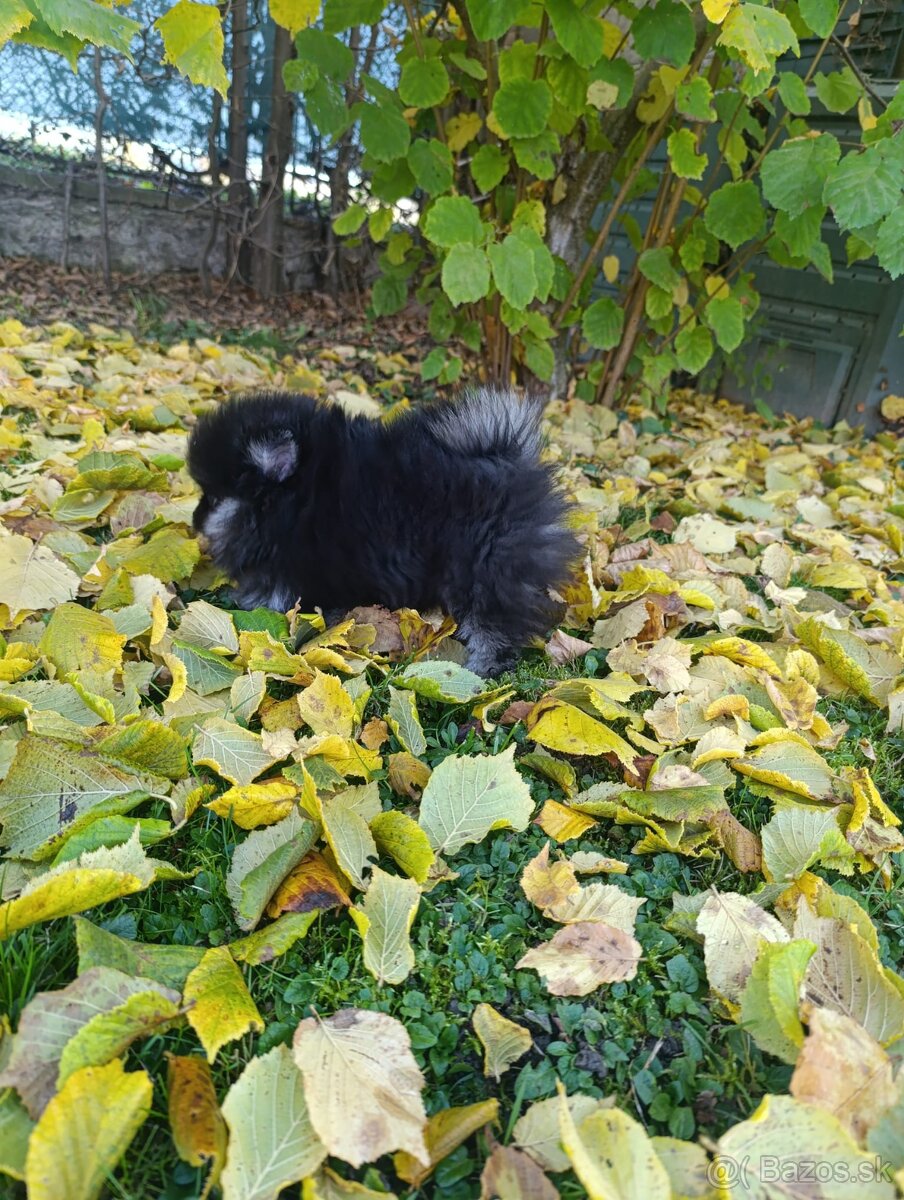 Pomeranian pomerian - 3