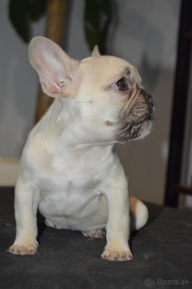 Francuzsky buldocek s pp - 3