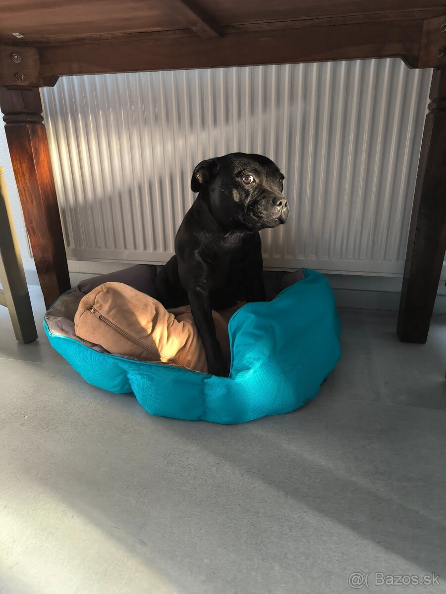 Stafordšírsky bulteriér - 3