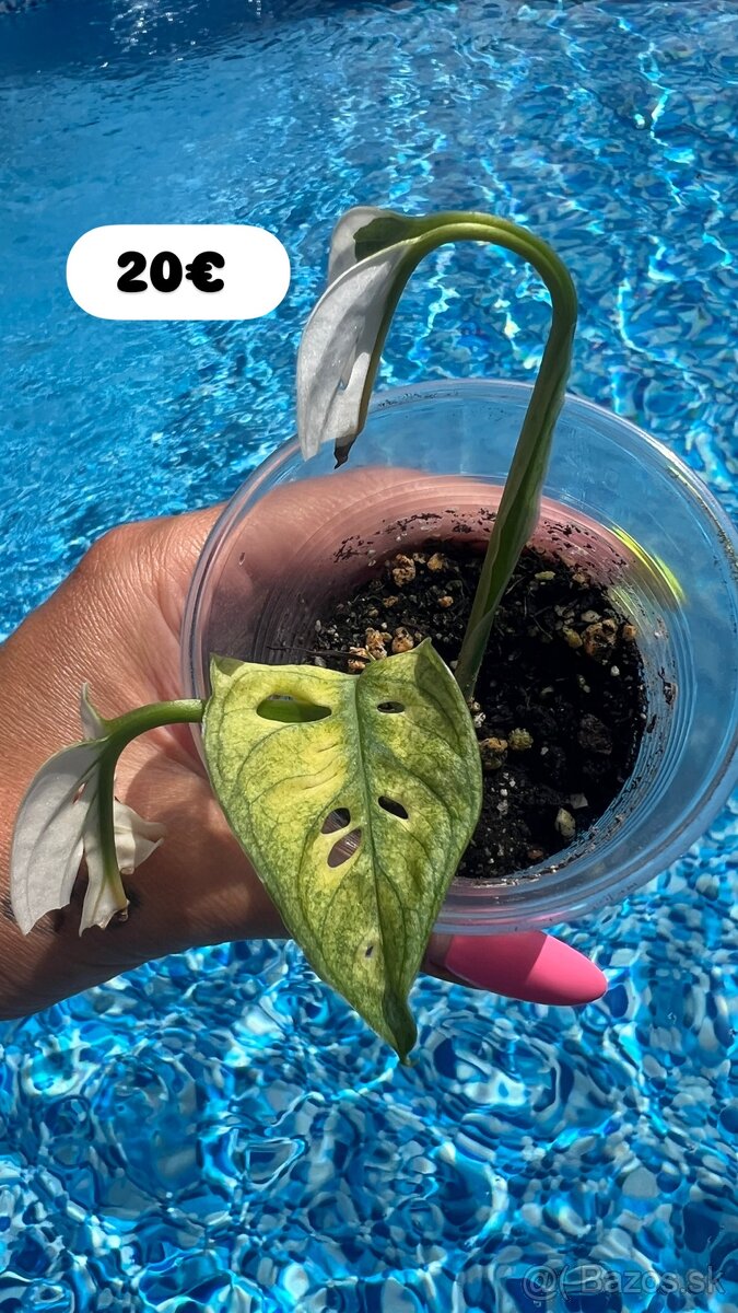 Monstera Adansoni Albo Variegata - 3