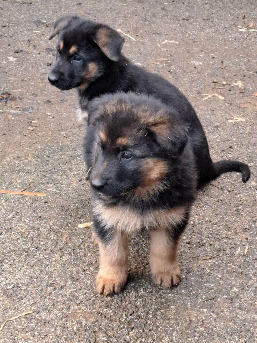 Predám šteniatka nemecký ovčiak - 3