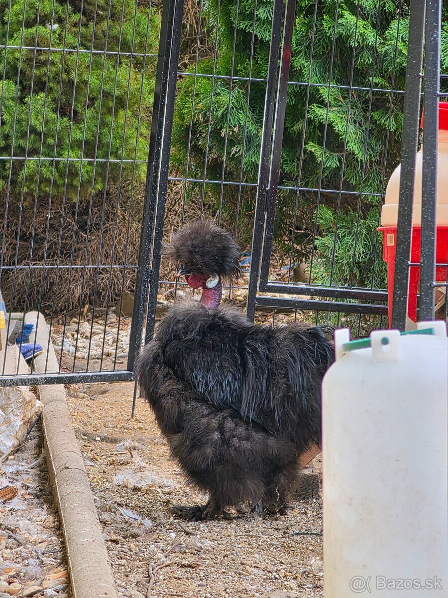 Hodvábničky USA - kohút - 3