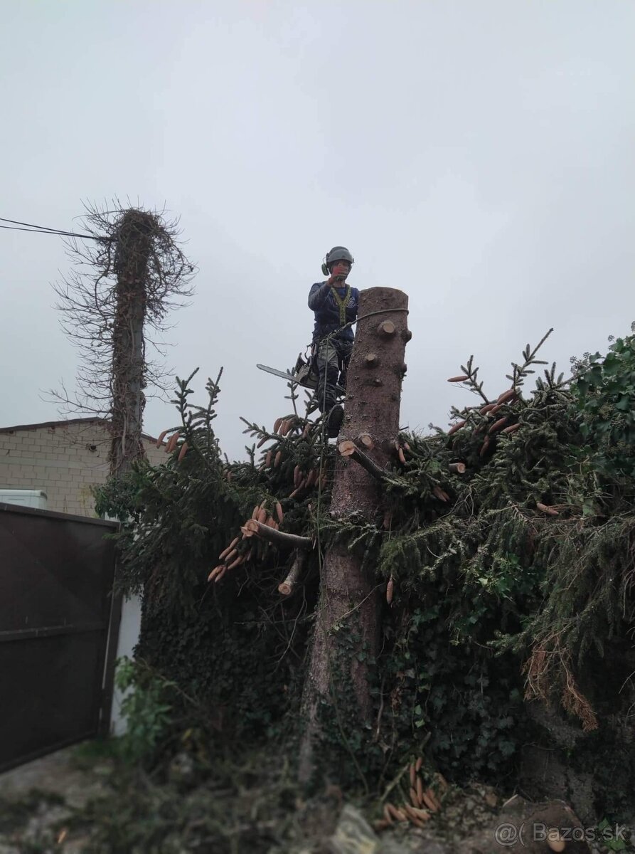 Výrub stromov, pílenie stromov, orez stromov, arboristika - 3