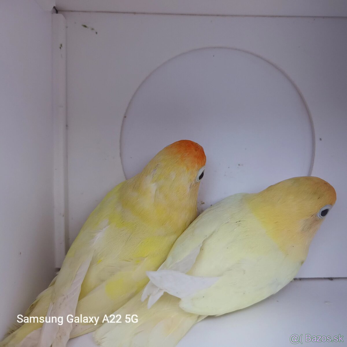 Agapornis fischer tyrkys decino - 3