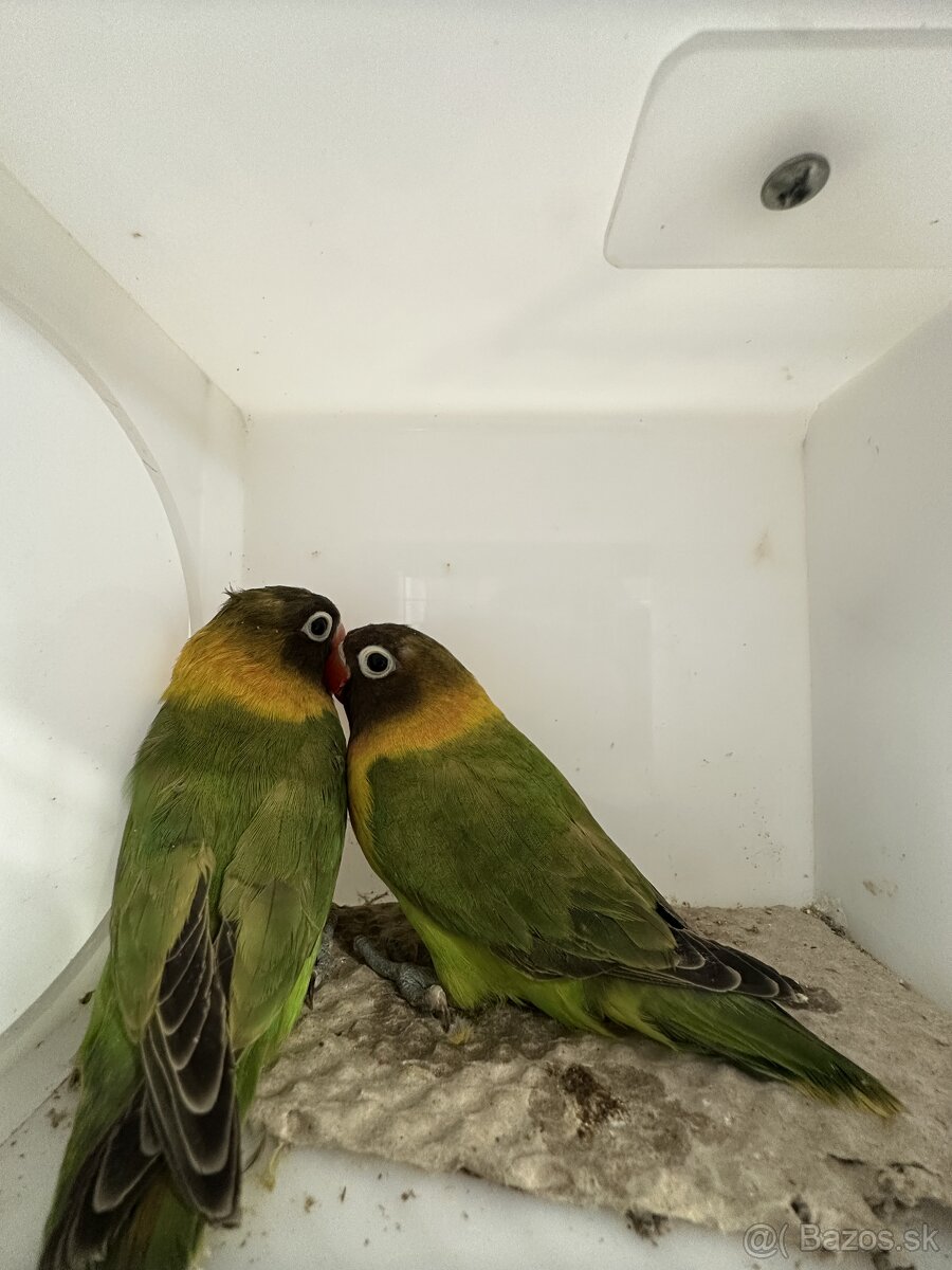 Agapornis škraboškový - 3