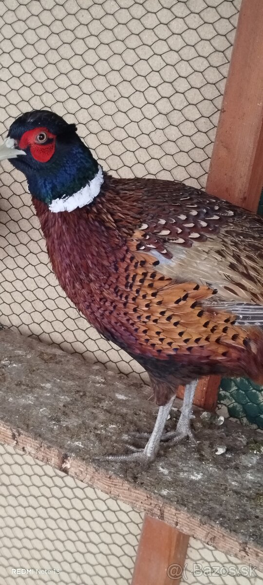 Bažant poľovný - 3