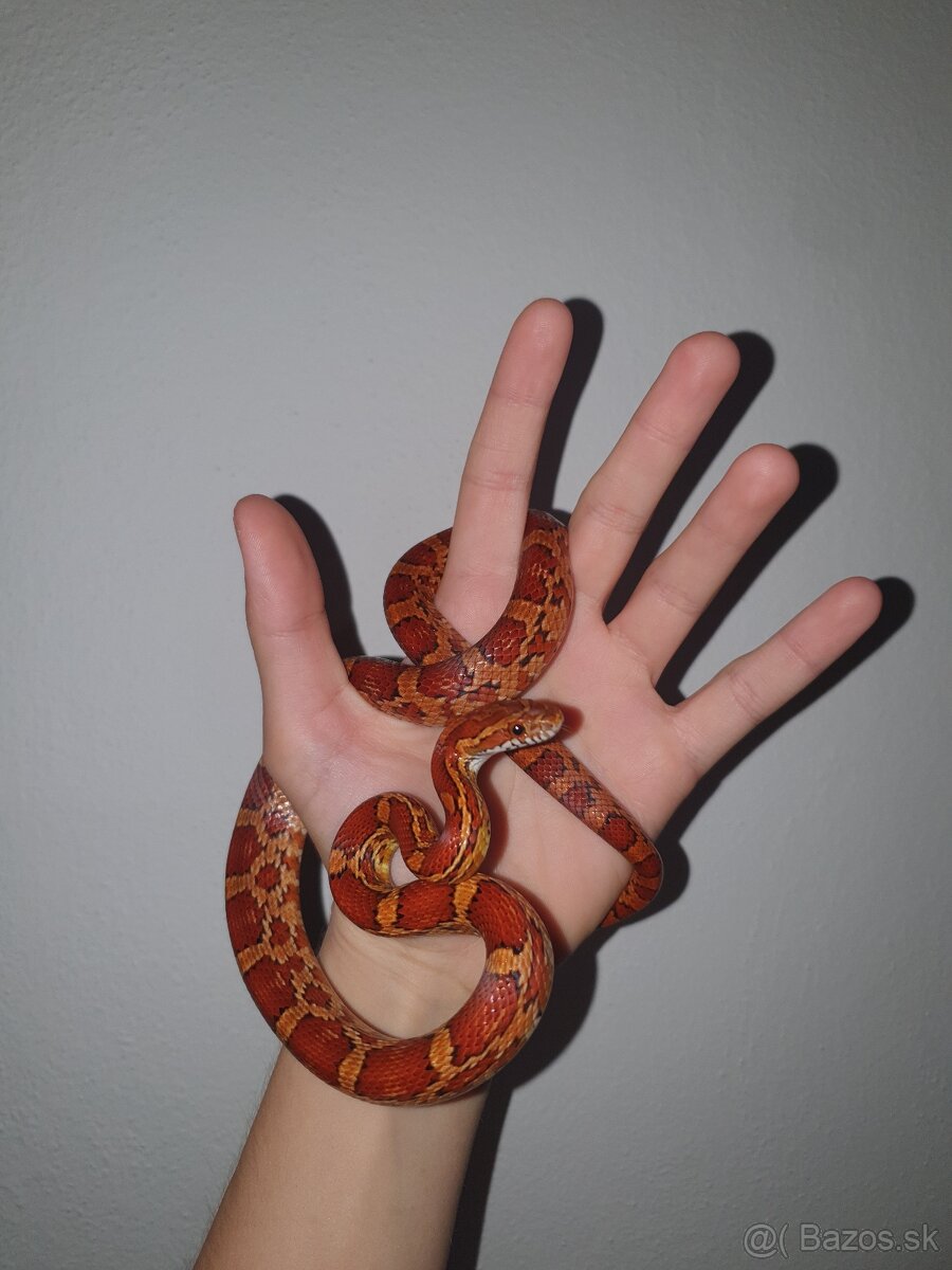 Užovka červená - 3