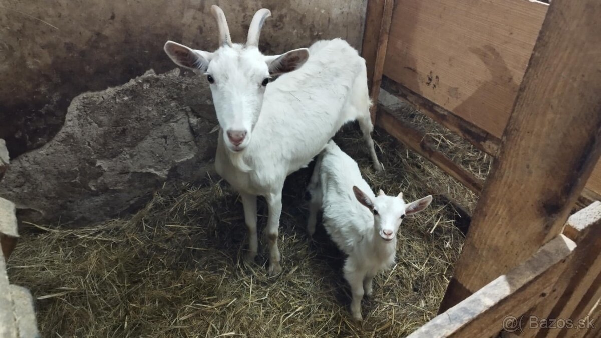 Kozy na chov alebo mäso - 3