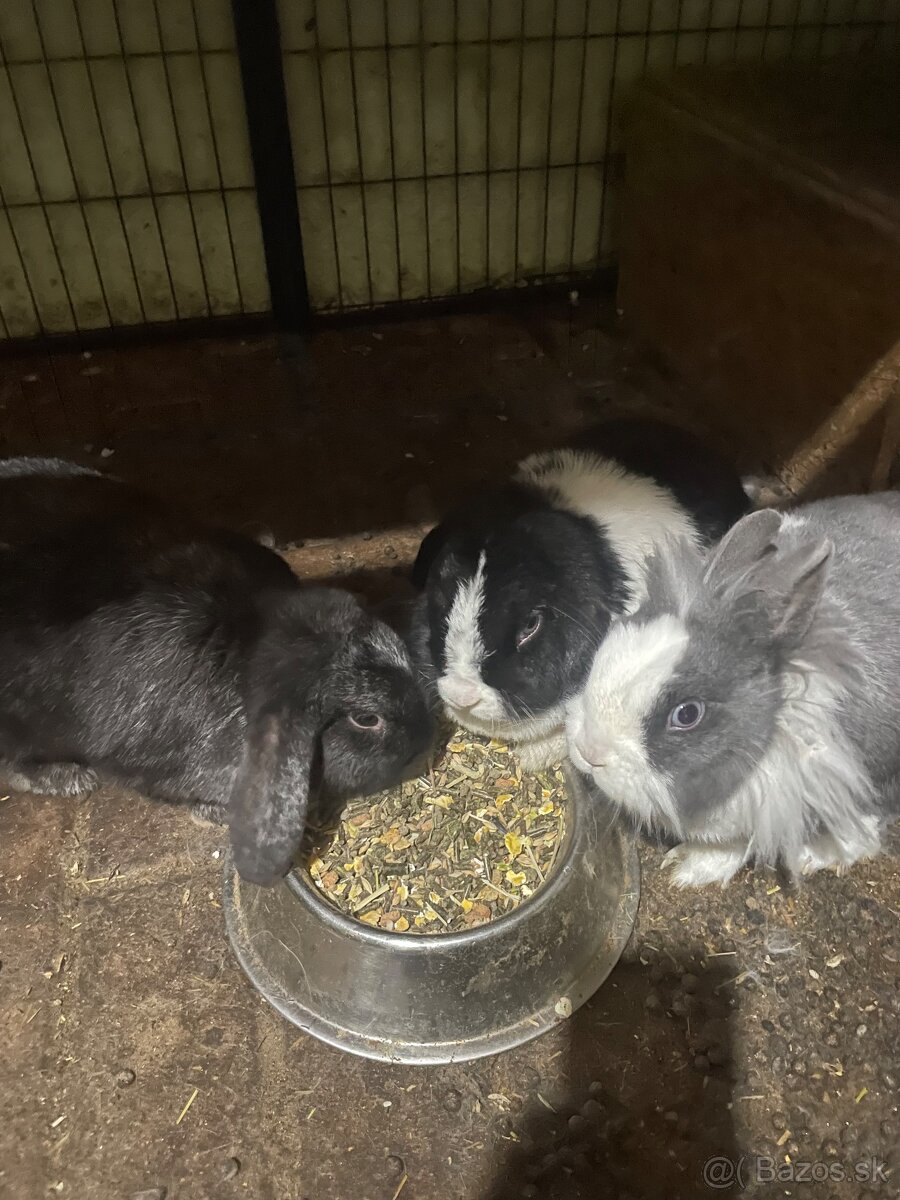 Zakrslé králiky - 3