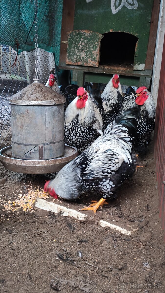 Kohút Wyandotka - 3