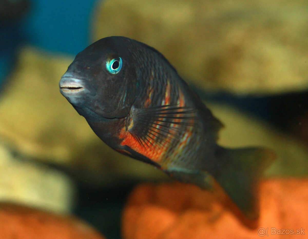 Tropheus ubwari - 3