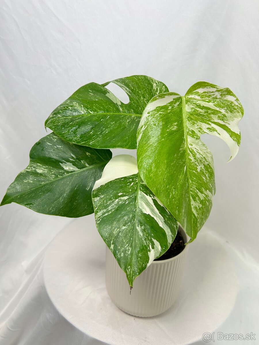 Monstera Deliciosa Albo variegata - 3