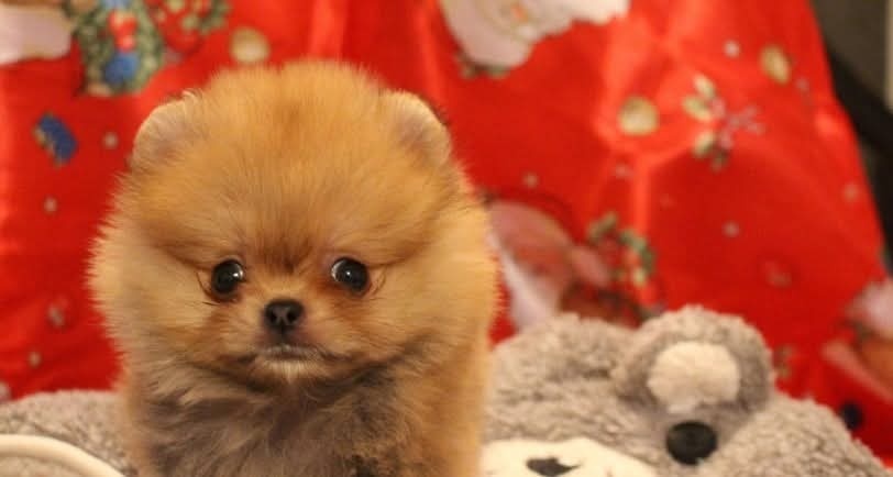 Pomeranian mini Boo - 3