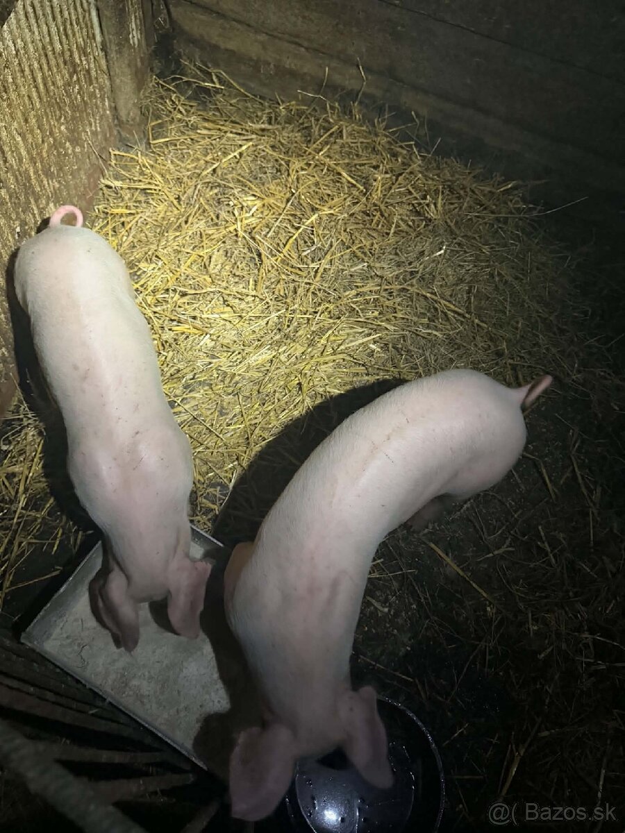 Predám prasiatka 30 kg - 3