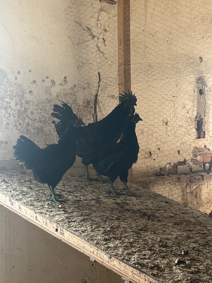 Chovný kmeň Ayam cemani - 3