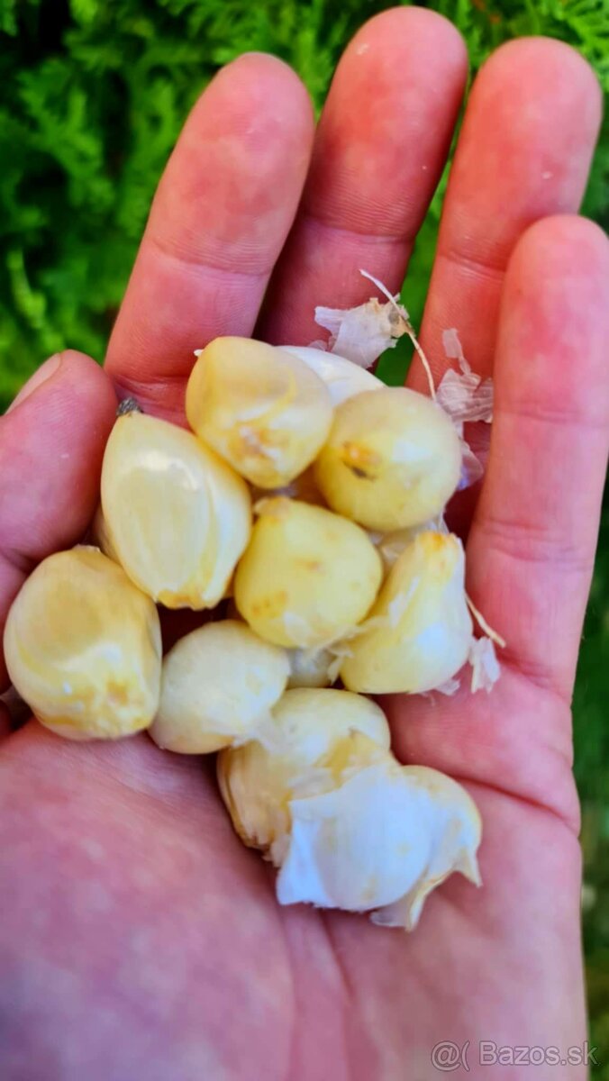 Okrasný cesnak Ping Pong - 0,39€/ks - 3