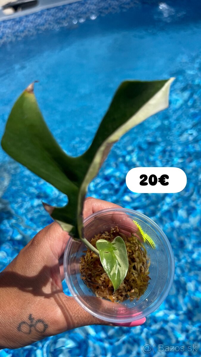 Monstera minima Albo Variegata - 3