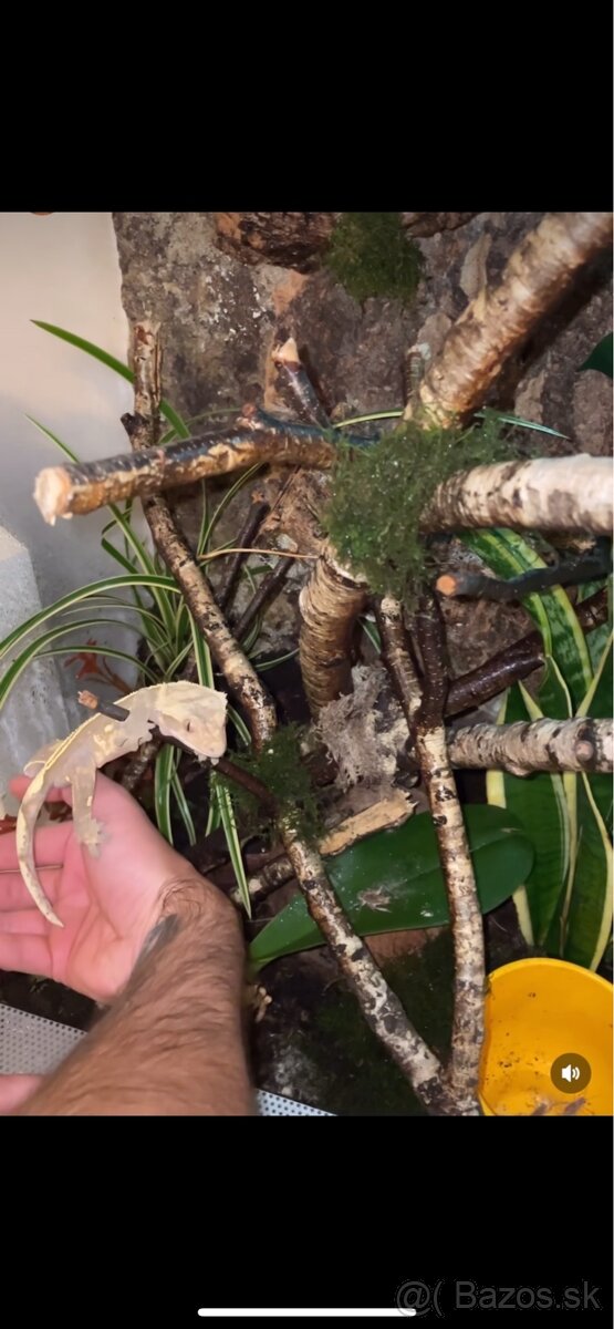 Tri pagekóny riasnaté-samec a dve samičky - 3