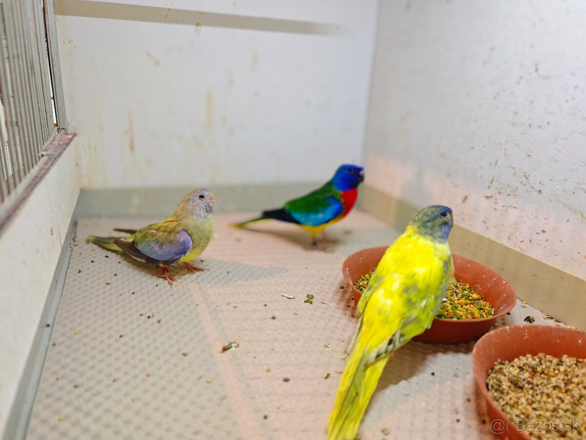 Neofema modrohlava - 3