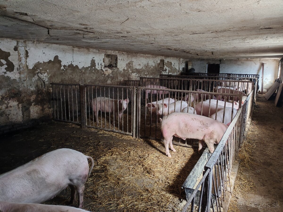 Predám prásata - 3