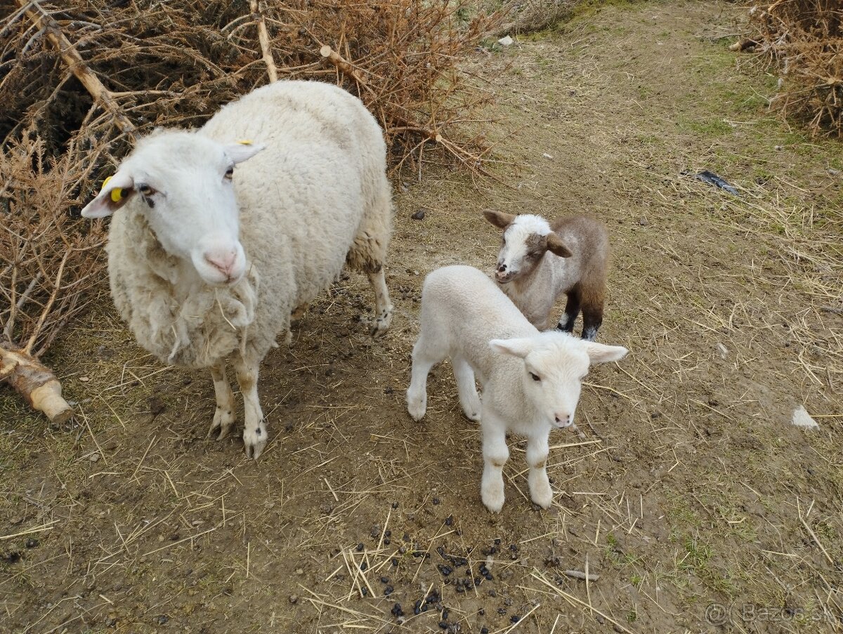 Predám ovce a jahňatá. - 3