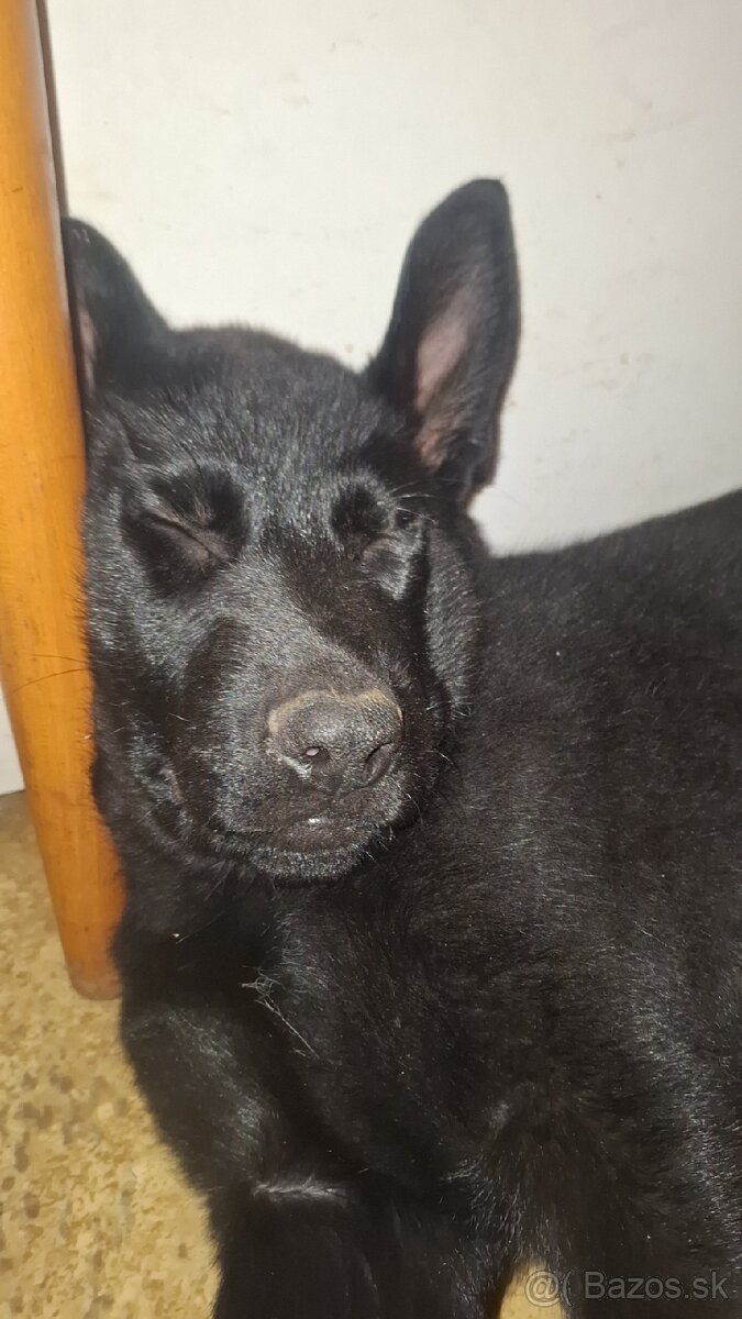 Nemecký x Belgický ovčiak - 3
